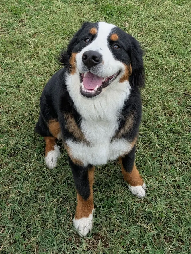 Gust - Bernese Mountain Dog